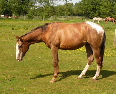 wittelsbuerger.com: Der Markt für Westernpferde in Europa