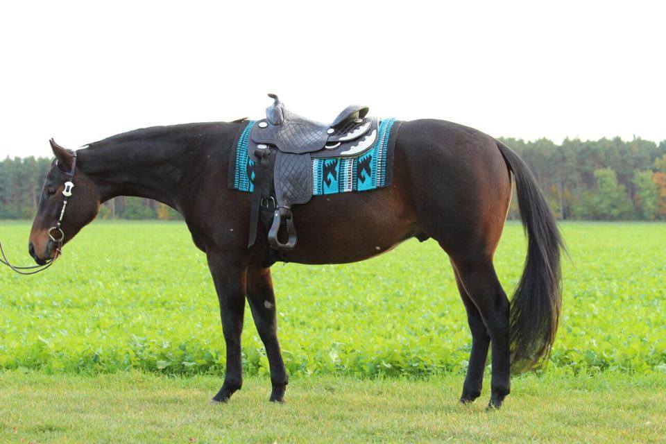 Der Markt für Westernpferde in Europa