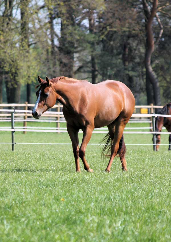 wittelsbuerger.com: Der Markt für Westernpferde in Europa